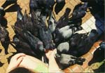 Birds get lunch.