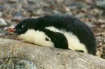 A sleeping Gentoo penguin.