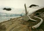 Whale bones.