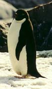 An Adelie penguin at Peterman.