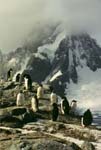 A group of penguins.