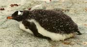 Hail on a young penguin at Peterman.