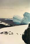A fleet of Adelies toboggoning across the ice.