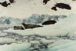 Seals in Paradise bay.