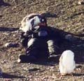 Yes, that's a penguin crawling on Karen's face.