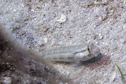 image bCb_1603w.jpg