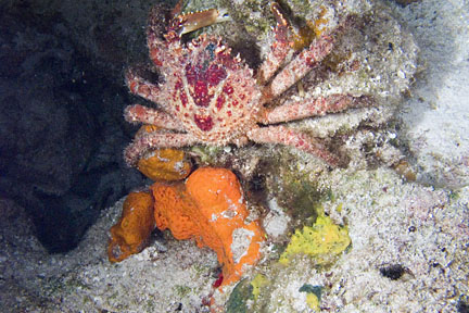 image bCc_10101033k.jpg