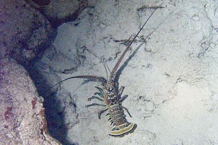 image bCl_10100893k.jpg