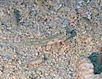 sCb_1619w.jpg