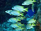 sCf_1600w.jpg