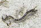 sCh_1715w.jpg