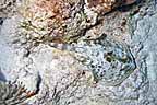sCr_1010016k.jpg