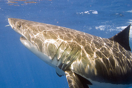 image bS_P1010020c.jpg