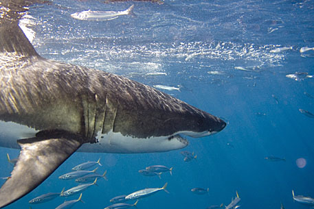 image bS_P1010048crop_1k.jpg