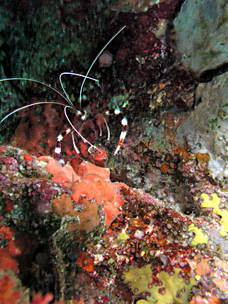 image bP1012683-2.jpg