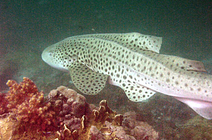 image bP1012777-2.jpg