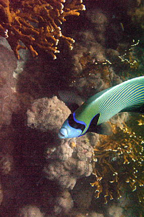 image bP1012784-2.jpg