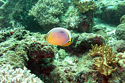 image bP1012802-2.jpg