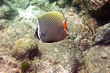 image bP1012831-2.jpg