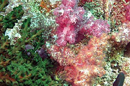 image bP1012846-2.jpg