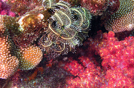 image bP1012862-2.jpg