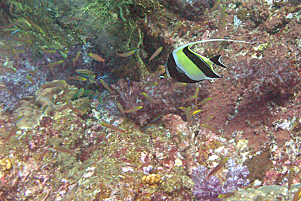 image bP1012863-2.jpg