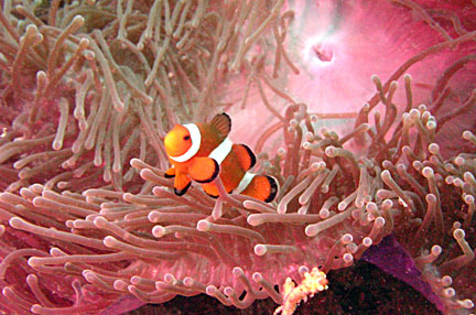 image bP1012913-2.jpg