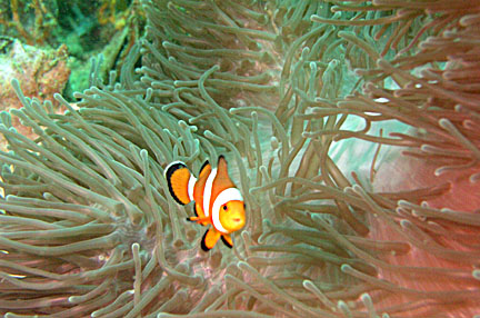 image bP1012922-2.jpg
