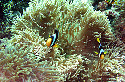 image bP1012942-2.jpg