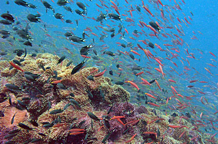 image bP1012973-2.jpg