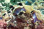 sP1012939-2.jpg