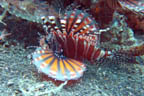 s-indonesia-2.jpg