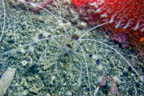 s-indonesia-9.jpg