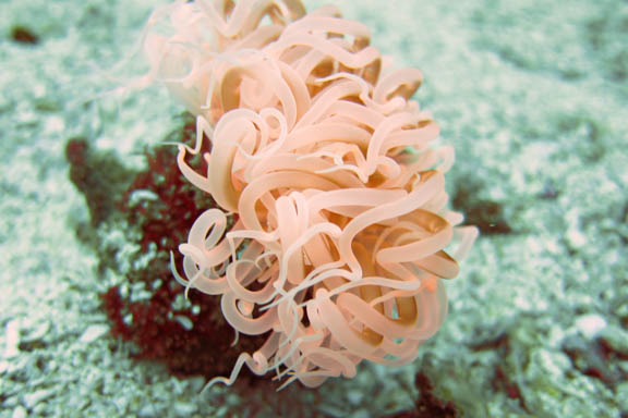 image b-philippines-1.jpg